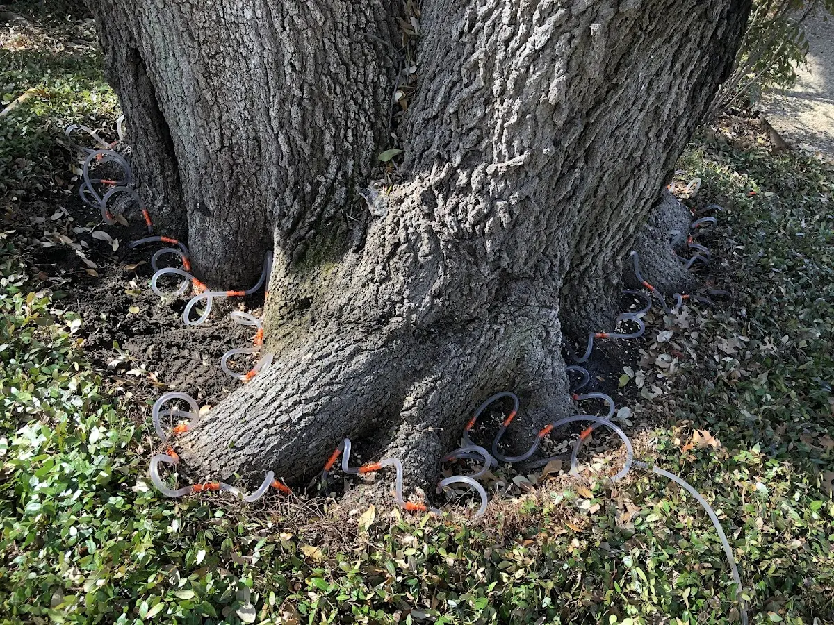 Detailed Tree Cabling and Bracing job site in Weirsdale