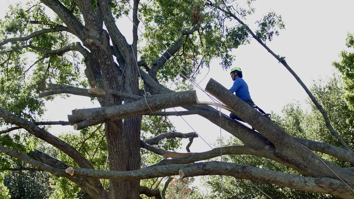 Professional Crown Thinning performed by certified arborists in Weirsdale